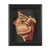 WAX DISSECTED HEAD MODEL<br>Wa