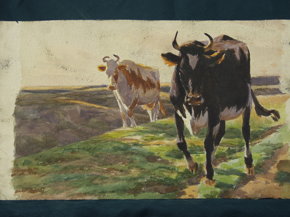 W/C - Two Jersey Cows walking