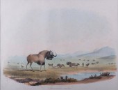 W.C.HARRIS"I. CATOBLEPAS GNOO-