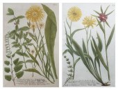 WEINMANN JOHANN WILHELM Two ha