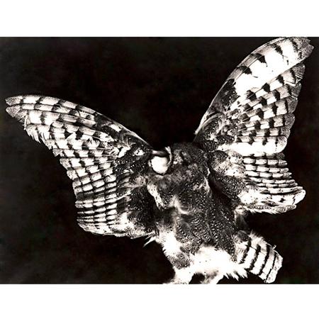 WESTON, BRETT (1911-1993) Dead Owl.