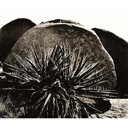 WESTON, BRETT (1911-1993) Yucca and