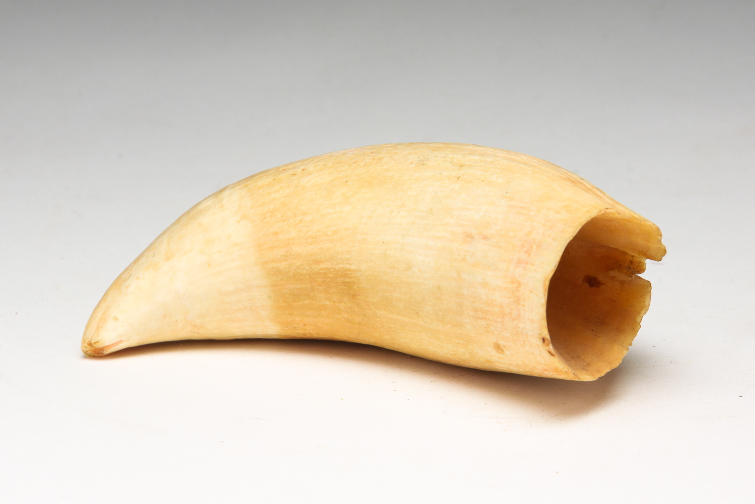 WHALE TOOTH. Traces of red pigment.