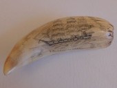 WHALE TOOTH WITH AURORA SHIPSc