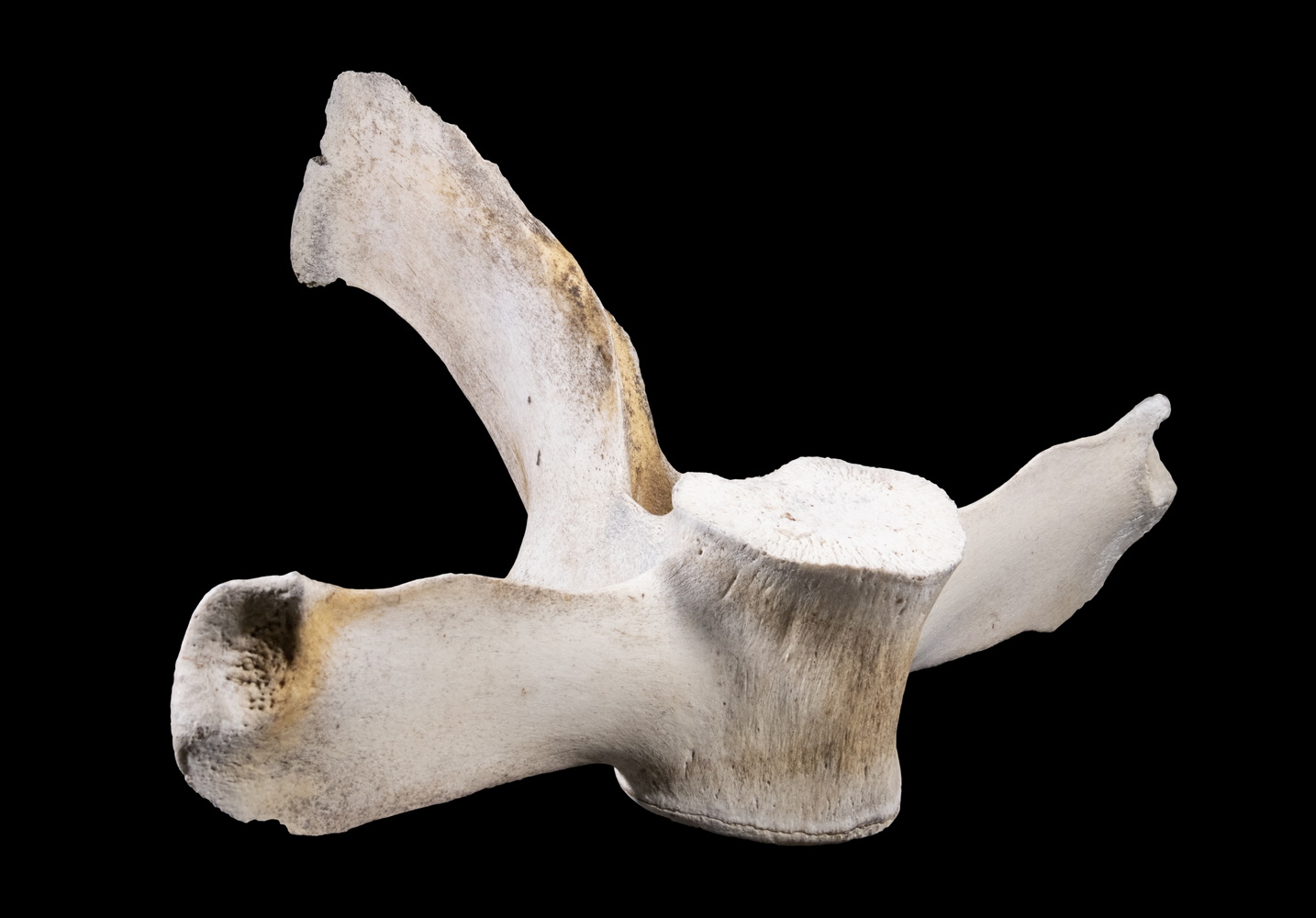 WHALE VERTEBRAE Single Section of a