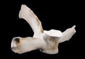 WHALE VERTEBRAE Single Section