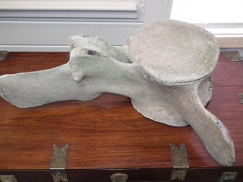 WHALE VERTEBRAELarge section of a