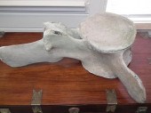 WHALE VERTEBRAELarge section o
