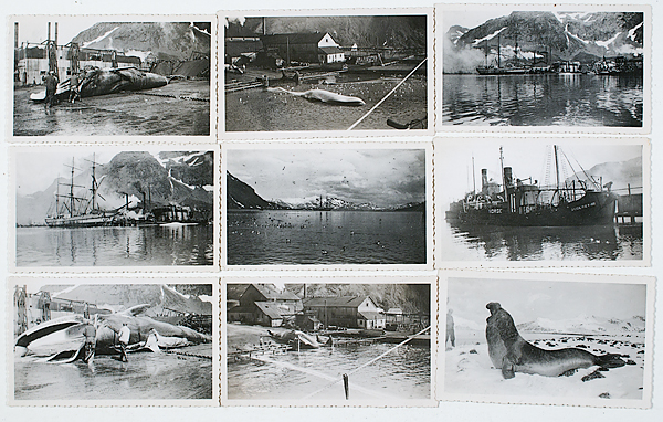 [Whaling Photos] Early 20th Century