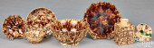 WHIELDON TYPE TORTOISESHELL GL