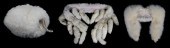 WHITE STOLES AND MUFFNatural m