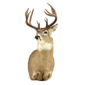 WHITE-TAILED DEER SHOULDER MOU