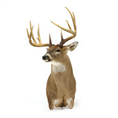 WHITE-TAILED DEER SHOULDER MOU