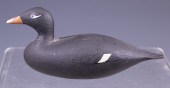 WHITE-WINGED SCOTER BY JOSEPH