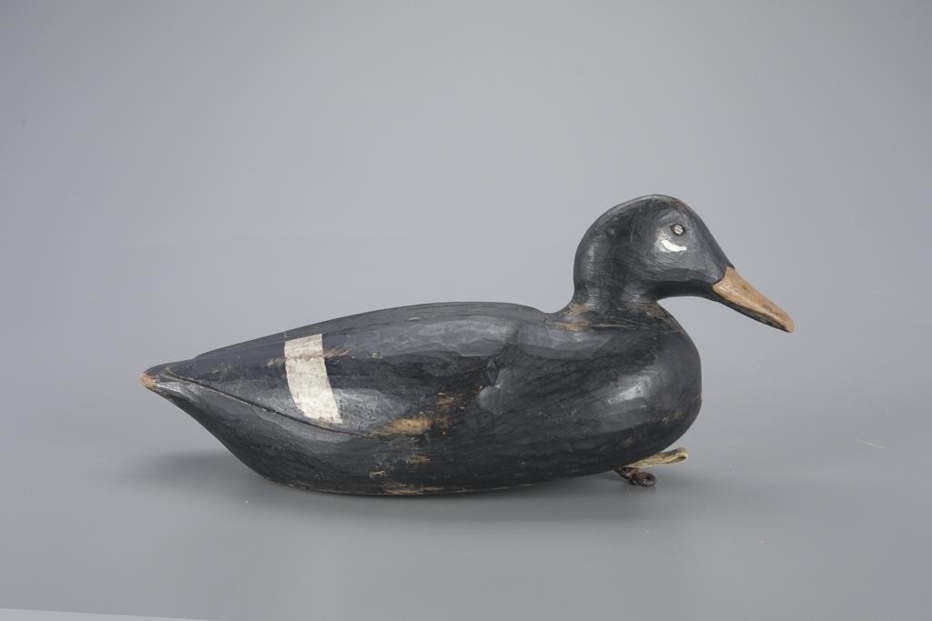 WHITE-WINGED SCOTERAugustus Aaron