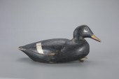 WHITE-WINGED SCOTERAugustus Aa