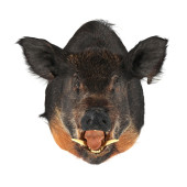 WILD BOAR SHOULDER MOUNT TAXID