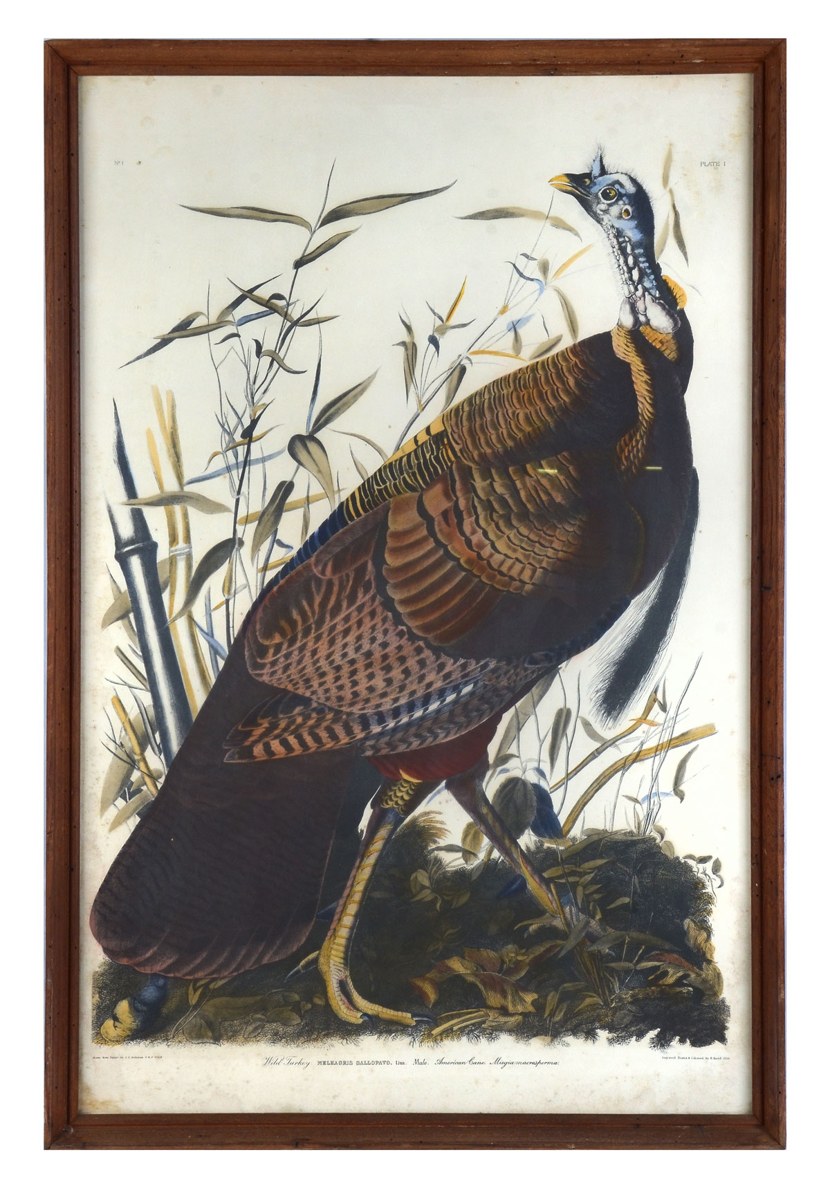 WILD TURKEY PRINT AFTER J. J.