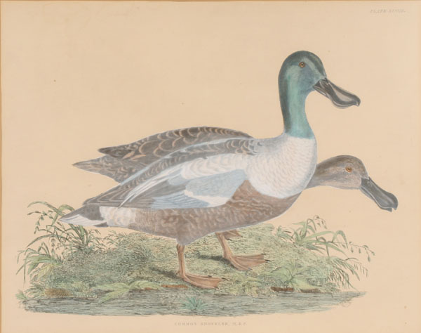 Wildlife print; male and female