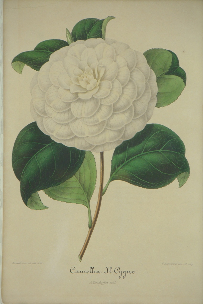 WILLIAM CURTIS (BRITISH 18TH