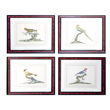 William Hayes [BIRD STUDIES] Four