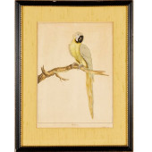WILLIAM HAYES, INK AND WATERCO