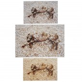 WILLIAM WEGMAN, (3) PHOTOGRAPH