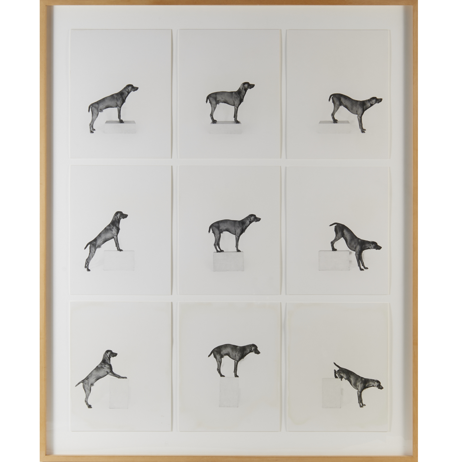 WILLIAM WEGMAN, (9) PHOTOGRAPHS,