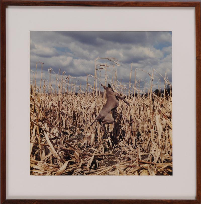 WILLIAM WEGMAN (AMERICAN b.