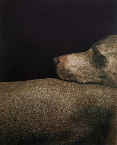 WILLIAM WEGMAN (AMERICAN B.