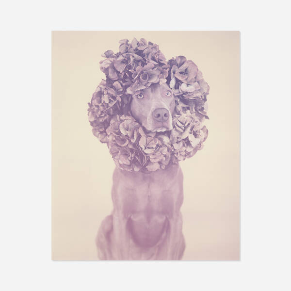 William Wegman b.1943. Such an End.