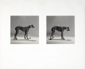 WILLIAM WEGMAN, UNTITLED (SIDE