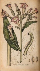 WILLIAM WINTERBOTHAM. AN HISTO