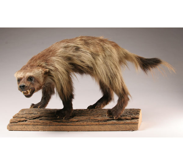 Wolverine mount; posed on log.
