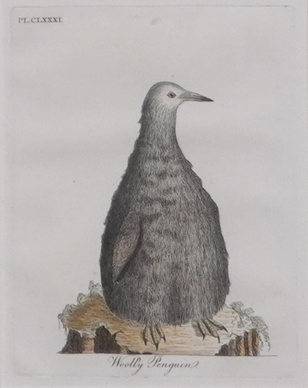 WOOLY PENGUIN, HAND-COLOR