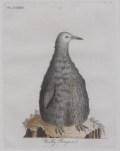 WOOLY PENGUIN, HAND-COLOR ENGR