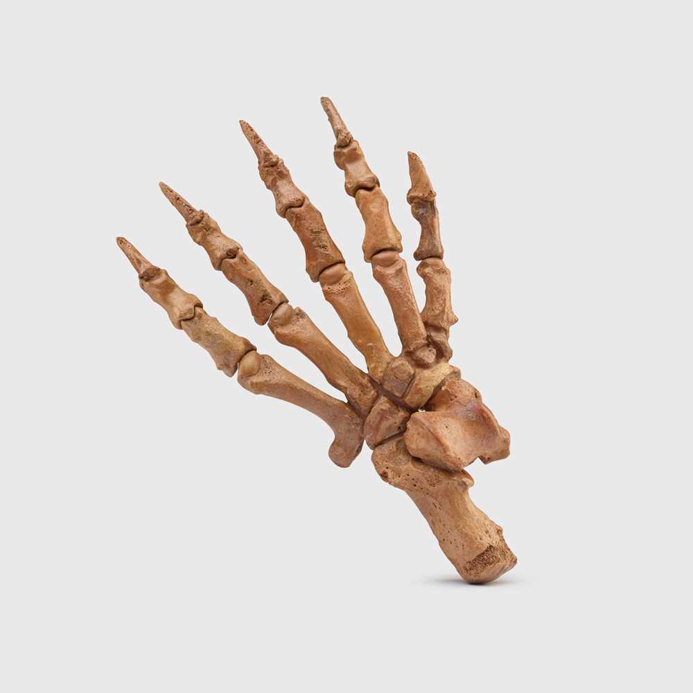 Y CAVE BEAR PAW WESTERN EUROPE,