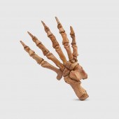 Y CAVE BEAR PAW
WESTERN EUROPE