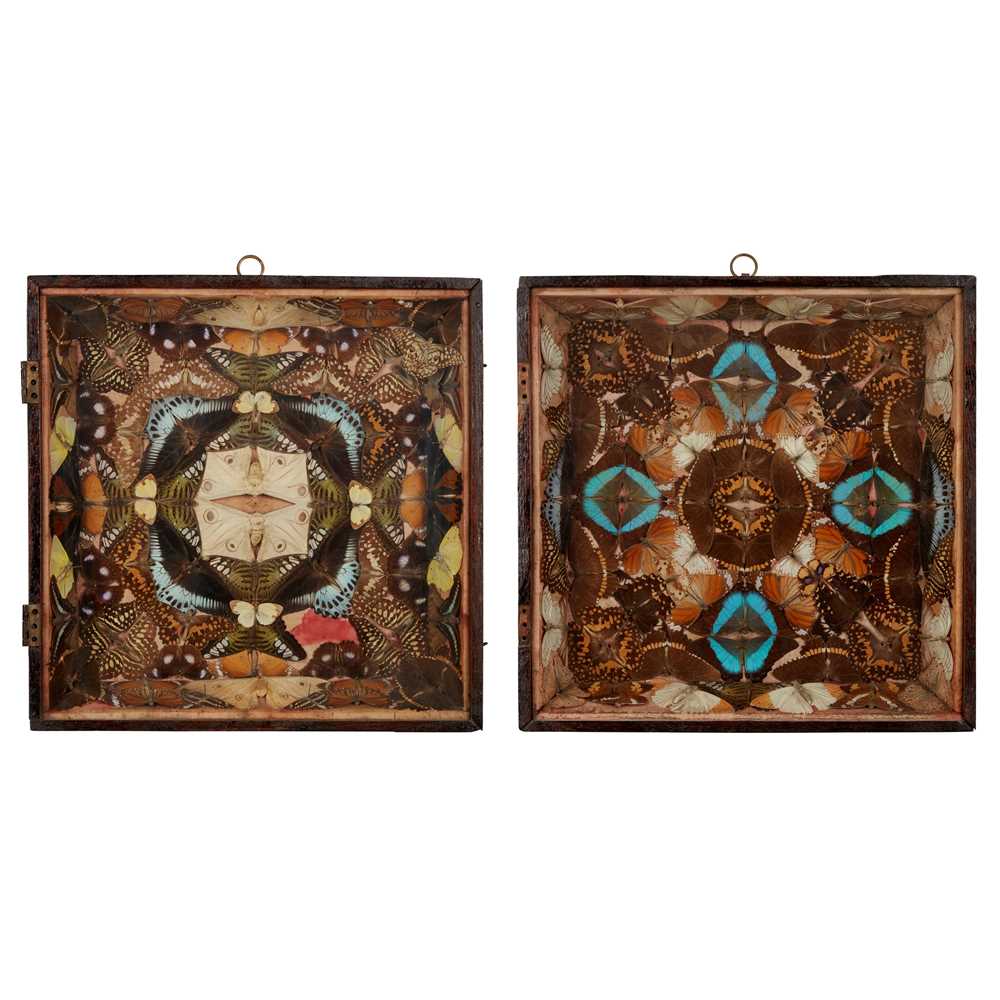 Y SIX CASED VICTORIAN BUTTERFLY AND
