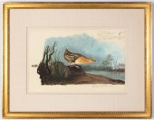 "YELLOW-BREASTED RAIL", AFTER