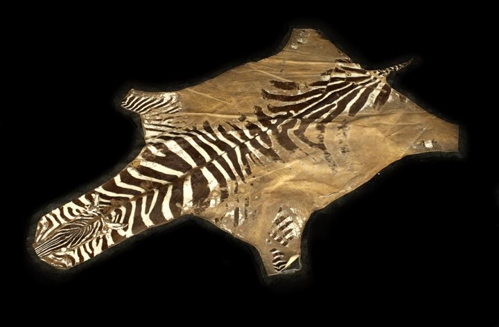 Zebra Hide Rug,  now mounted on a
