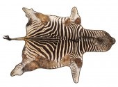 ZEBRA HIDE RUG TRIMMED IN LEAT