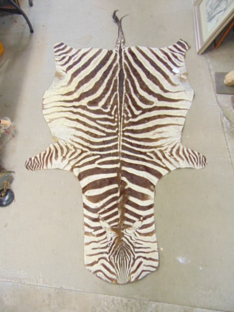 ZEBRA SKIN, 96" BY 54", SEVERAL