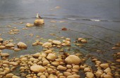 ZHEN-HUAN LU (CHINESE-AMERICAN